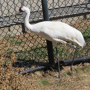 Whooping Crane