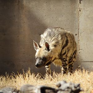 Striped Hyena