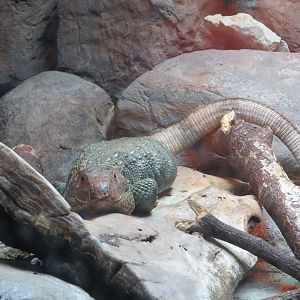 Caiman Lizard
