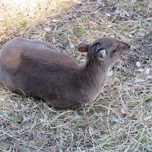 Blue Duiker