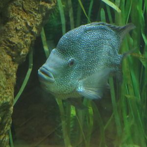Rio Grande Cichlid