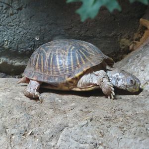 Ornate Box Turtle