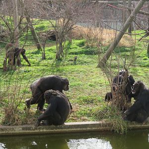 Chimpanzee Troop