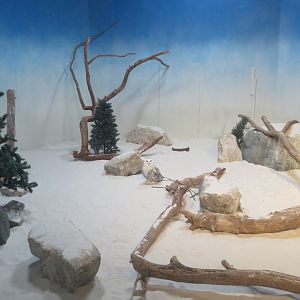 Snowy Owl Exhibit