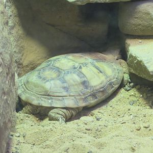 Pancake Tortoise