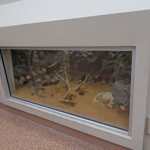 Mexican Beaded Lizard Exhibit