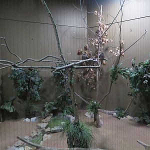 Tawny Frogmouth Aviary