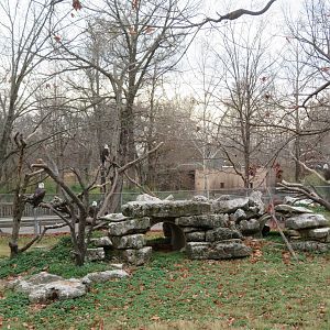 Open-topped Bald Eagle Yard