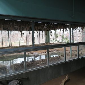 Komodo Dragon Exhibit (1 of 2)