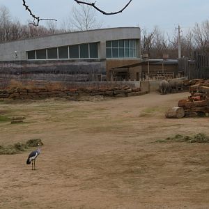 White Rhinos and Crowned Crane