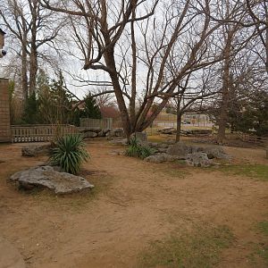Aldabra Tortoise Yard
