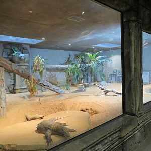 Komodo Dragon Exhibit (2 of 2)