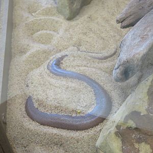 Brown Sand Boa