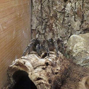 Costa Rican Zebra Tarantula