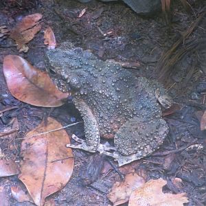 Asian Giant Toad