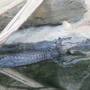 Smooth-fronted Dwarf Caiman