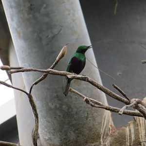 Emerald Starling