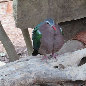 Grey-capped Emerald Dove