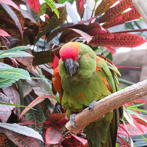 Red-fronted Macaw