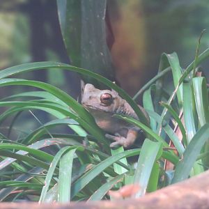 Yellow-spotted Climbing Toad
