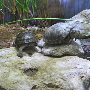 Coahuilan Box Turtles