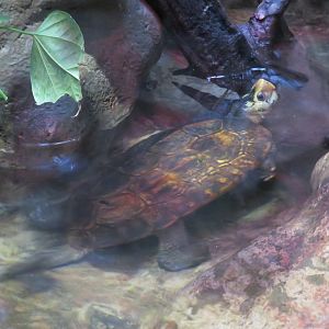 Sulawesi Forest Turtle