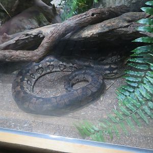 Dumeril's Boa