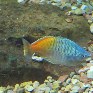 Boeseman's Rainbowfish