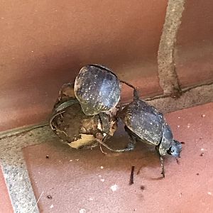 Wild Dung Beetles