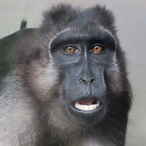 Booted Macaque (Macaca ochreata)