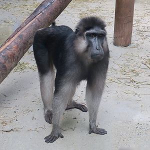 Booted Macaque (Macaca ochreata)