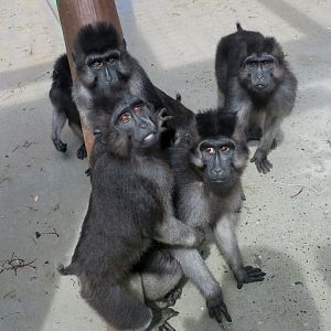 Booted Macaque (Macaca ochreata)