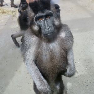 Booted Macaque (Macaca ochreata)