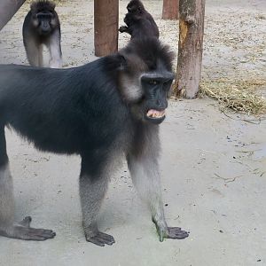 Booted Macaque (Macaca ochreata)