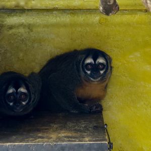 Azara's Night Monkey (Aotus azarae)