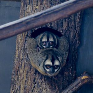 Azara's Night Monkey (Aotus azarae)