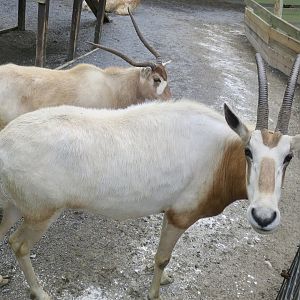 Scimitar-Horned Oryx (Oryx dammah) and Addax (Addax nasomaculatus) size comparison