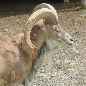 Transcaspian Urial (Ovis vignei arkal)