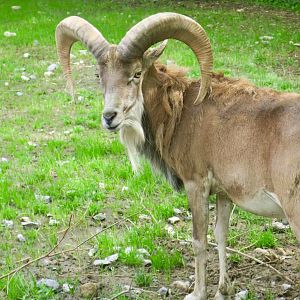 Transcaspian Urial (Ovis vignei arkal)