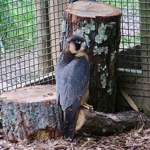 Barbary Falcon (Falco pelegrinoides)