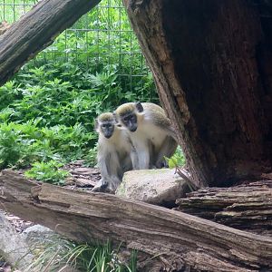 Green Monkey (Chlorocebus sabaeus)