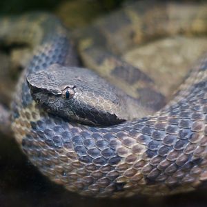 Hime-Habu (Ovophis okinavensis)