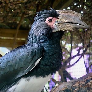 Trumpeter Hornbill (Bycanistes bucinator)