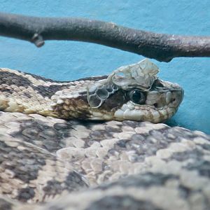 Caatinga Lancehead (Bothrops erythromelas)