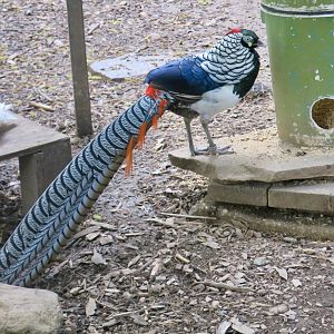 Lady Amherst's Pheasant (Chrysolophus amherstiae)