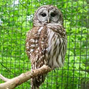 Northern Barred Owl (Strix varia varia)