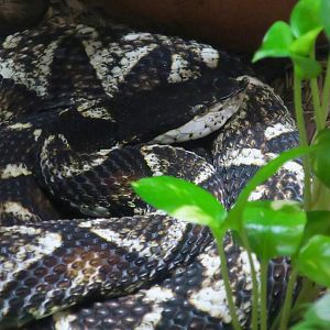 Snorkel Viper (Deinagkistrodon acutus)