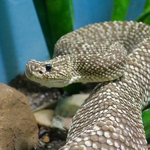 Uracoan Rattlesnake (Crotalus vegrandis)