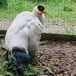 White Eared-Pheasant (Crossoptilon crossoptilon)