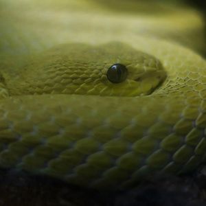 White-Lipped Island Pit Viper (Trimeresurus insularis) - yellow